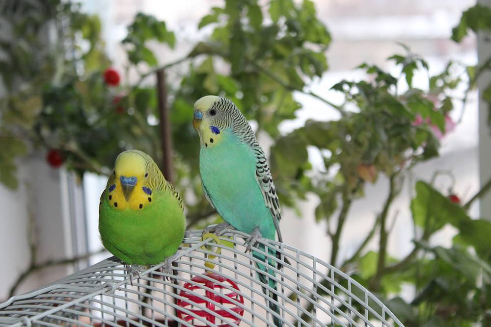 Сколько живут волнистые попугайчики? продолжительность жизни волнистых попугайчиков.