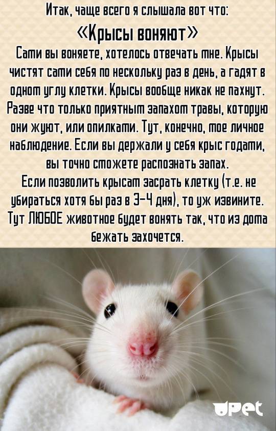 Чем болеют декоративные крысы? - подробная информация