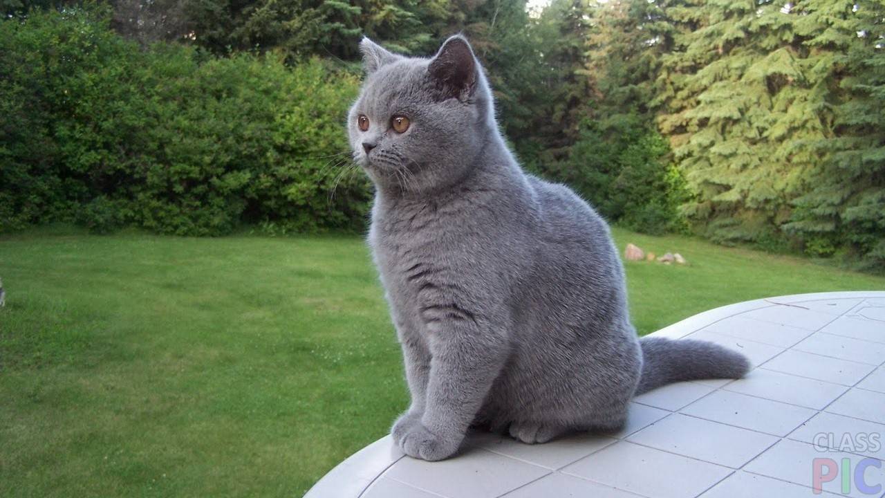 Включи английского кота. Британец кошка. Британский короткошерстный кот сидит. Серый короткошерстный кот. Английская серая кошка.