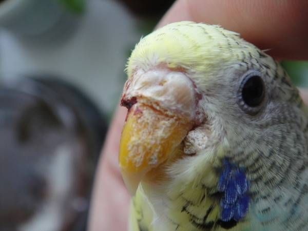 Лечение клеща на клюве у волнистого попугая