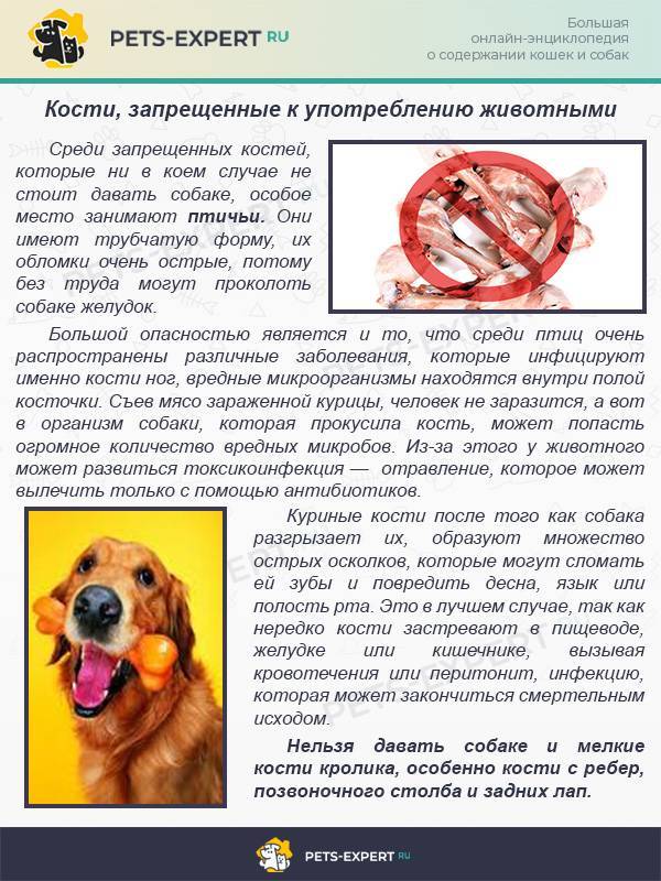 Можно ли давать собаке куриные кости и субпродукты без вреда ее здоровью