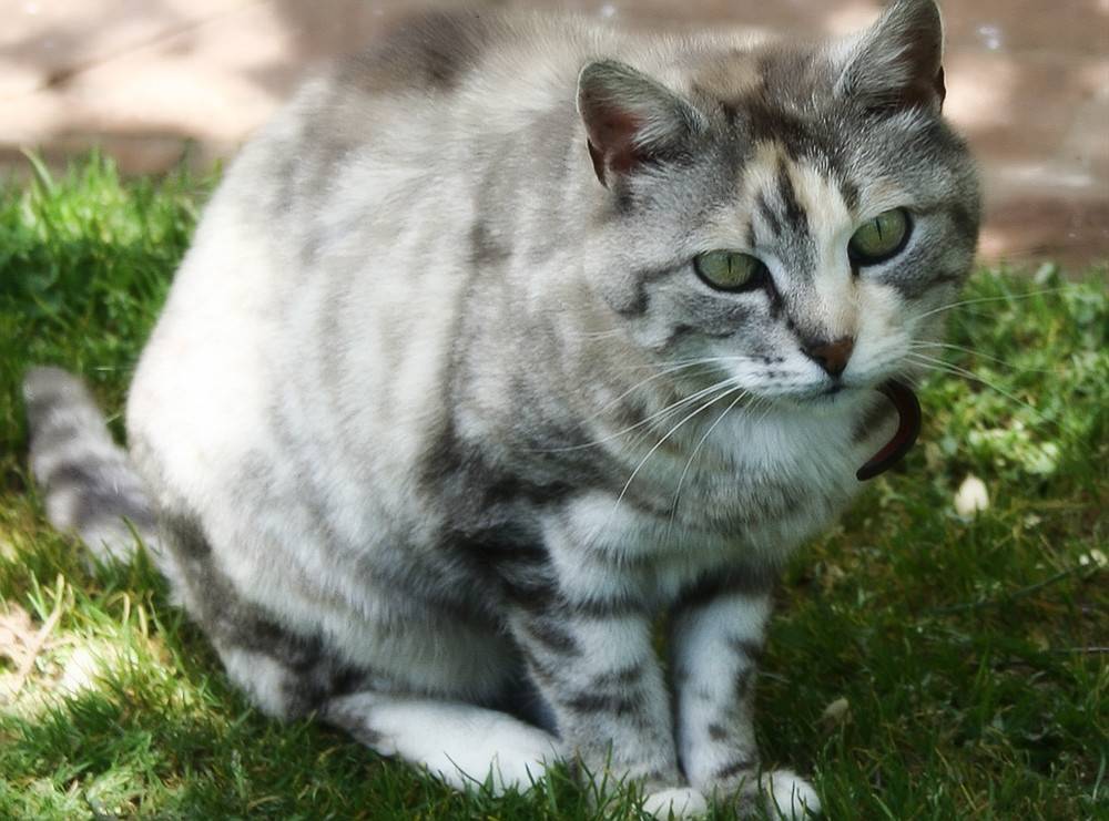Австралийская дымчатая кошка (австралийская мист): описание, фото, стандарт, характер