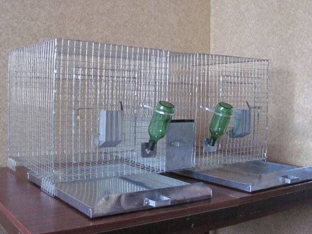 Как обустроить клетку для шиншиллы: наполнитель и оборудование жилья (фото)