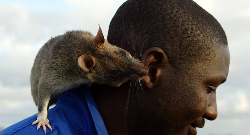 Самые большие крысы в мире: домашние и дикие