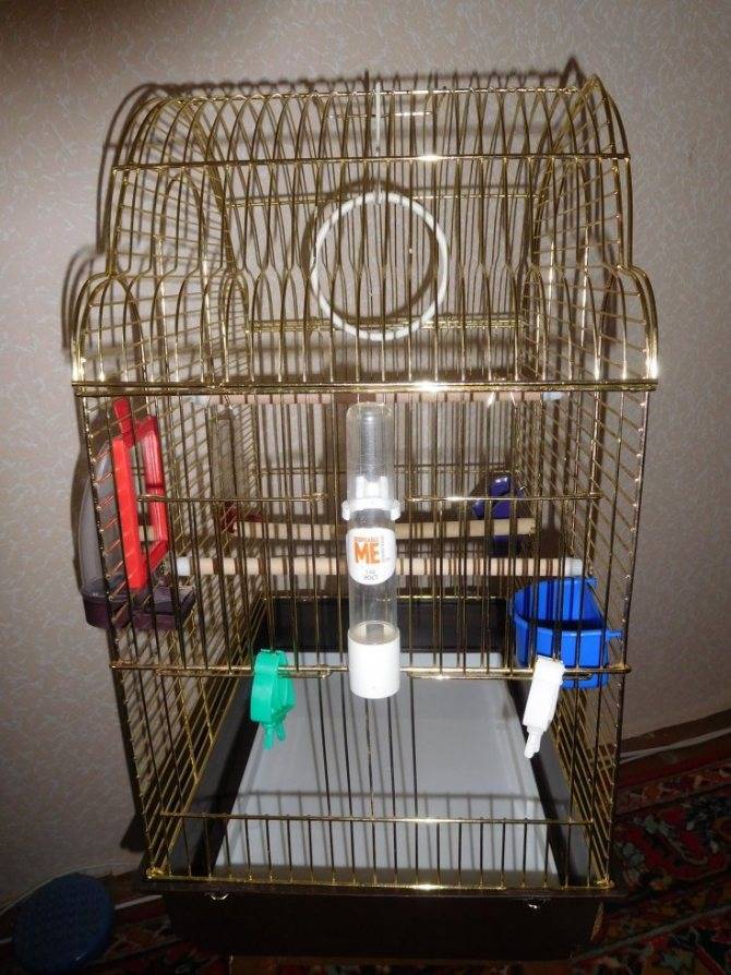 Как обустроить клетку для волнистого попугая: какой выбрать домик, какими жердочками оборудовать, где правильно разместить поилку, кормушку и игрушки