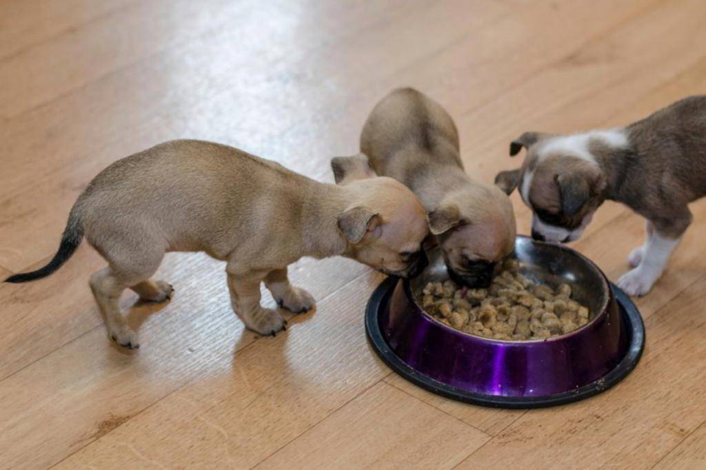 Чем и как кормить чихуахуа в домашних условиях: щенка и взрослого
