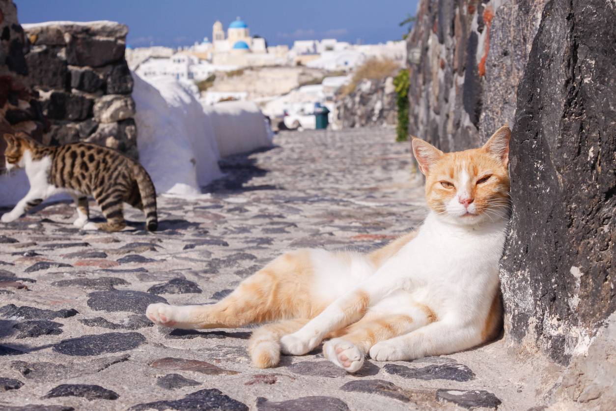 Работа мечты - уход за кошками на греческом острове - gafki.ru