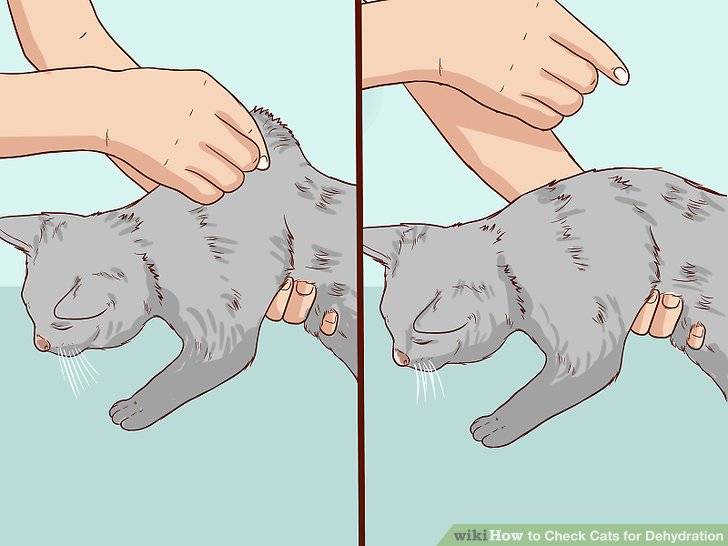 Как узнать, обезвожена ли кошка: 12 шагов