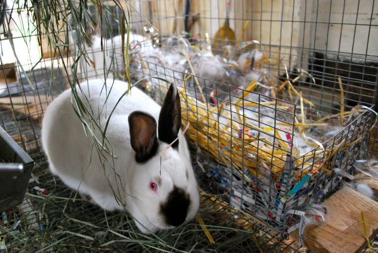Разведение кроликов в домашних условиях для начинающих: уход, питание, размножение