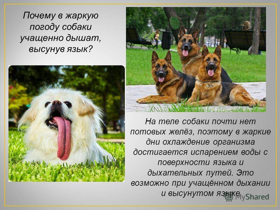 Собака часто дышит: факторы провоцирующие учащенное дыхание, высунув язык, кашляет или хрипит,