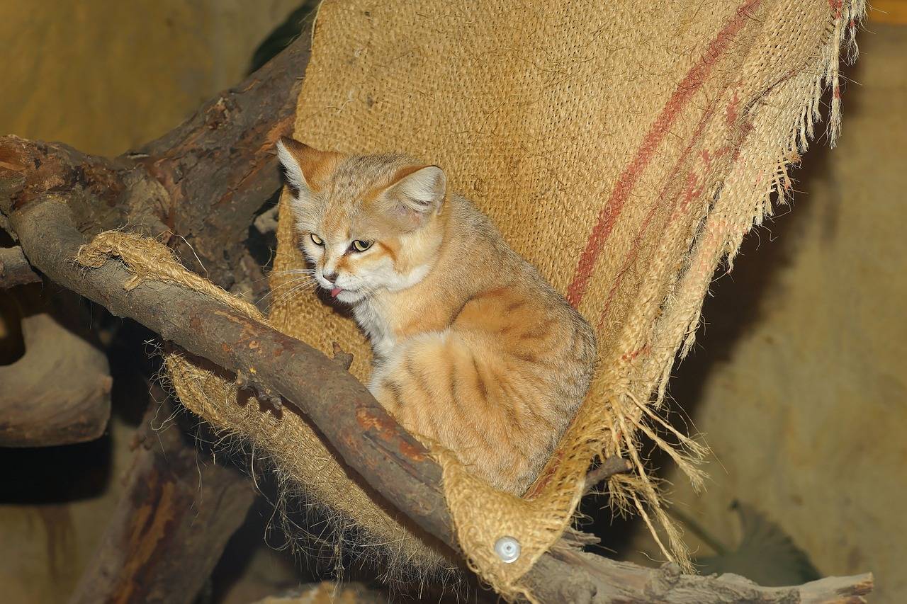 Барханный кот: описание песчаных кошек