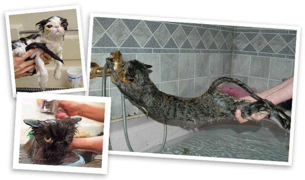 Как легко помыть кошку дома, если питомец боится воды