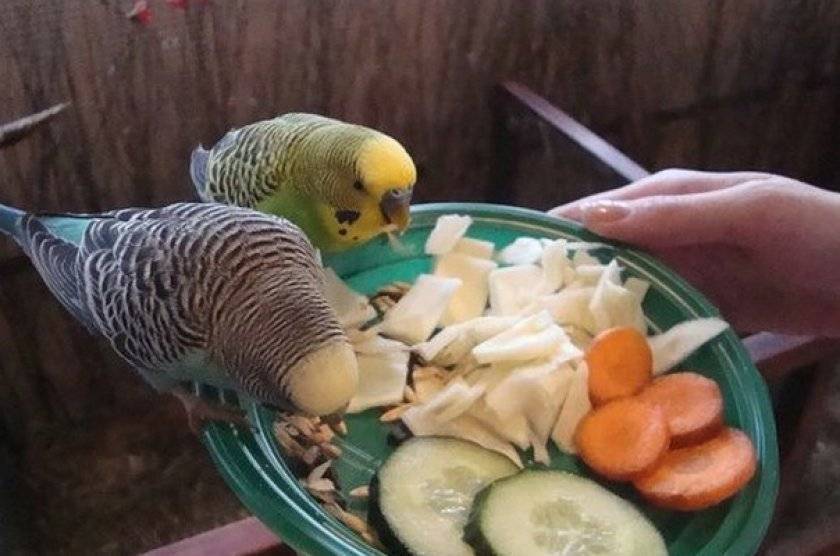 Овощи и фрукты для волнистого попугая: что можно?