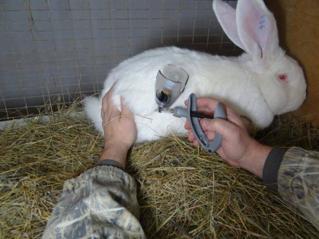Вакцина для кроликов против вгбк: правила постановки прививки, противопоказания и побочные реакции