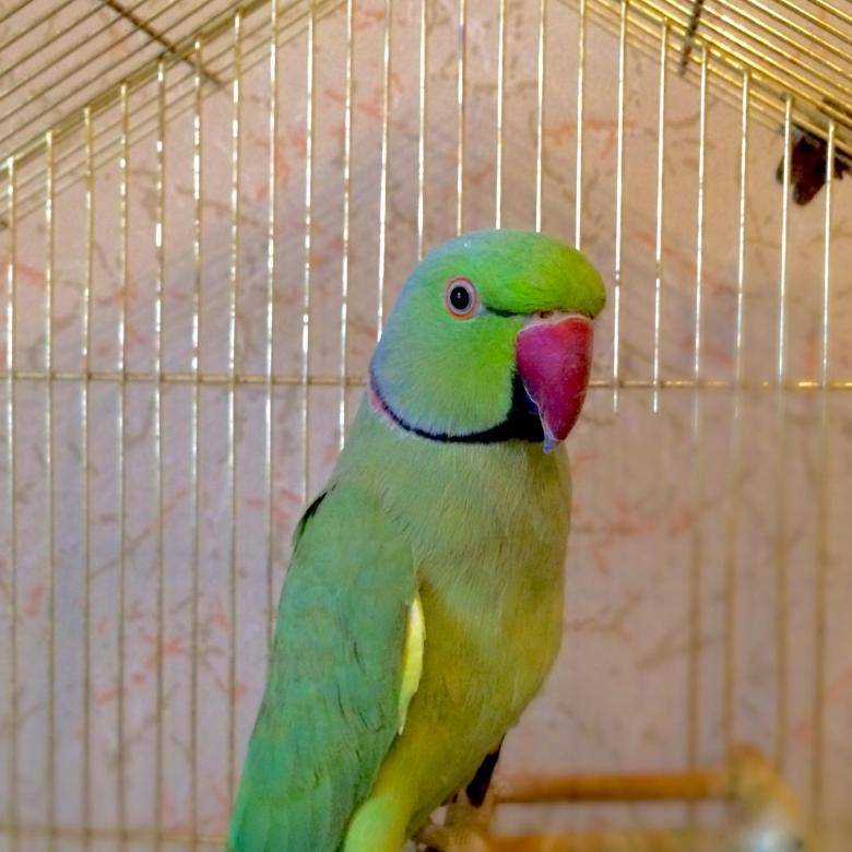 Самый дорогой попугай: топ 8 уникальных пород мира
