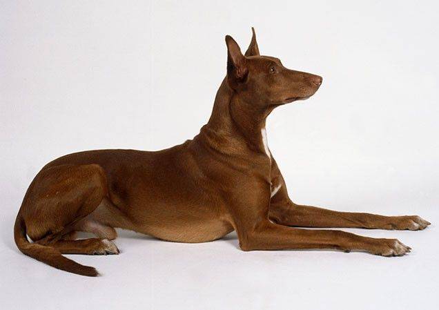 Фараонова собака: характеристики породы, фото, характер, правила ухода и содержания - petstory