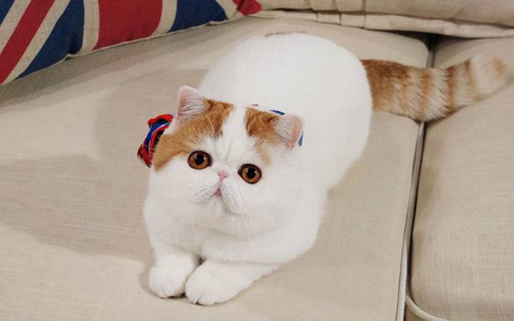 Кот снупи - фото, характеристики, описание породы