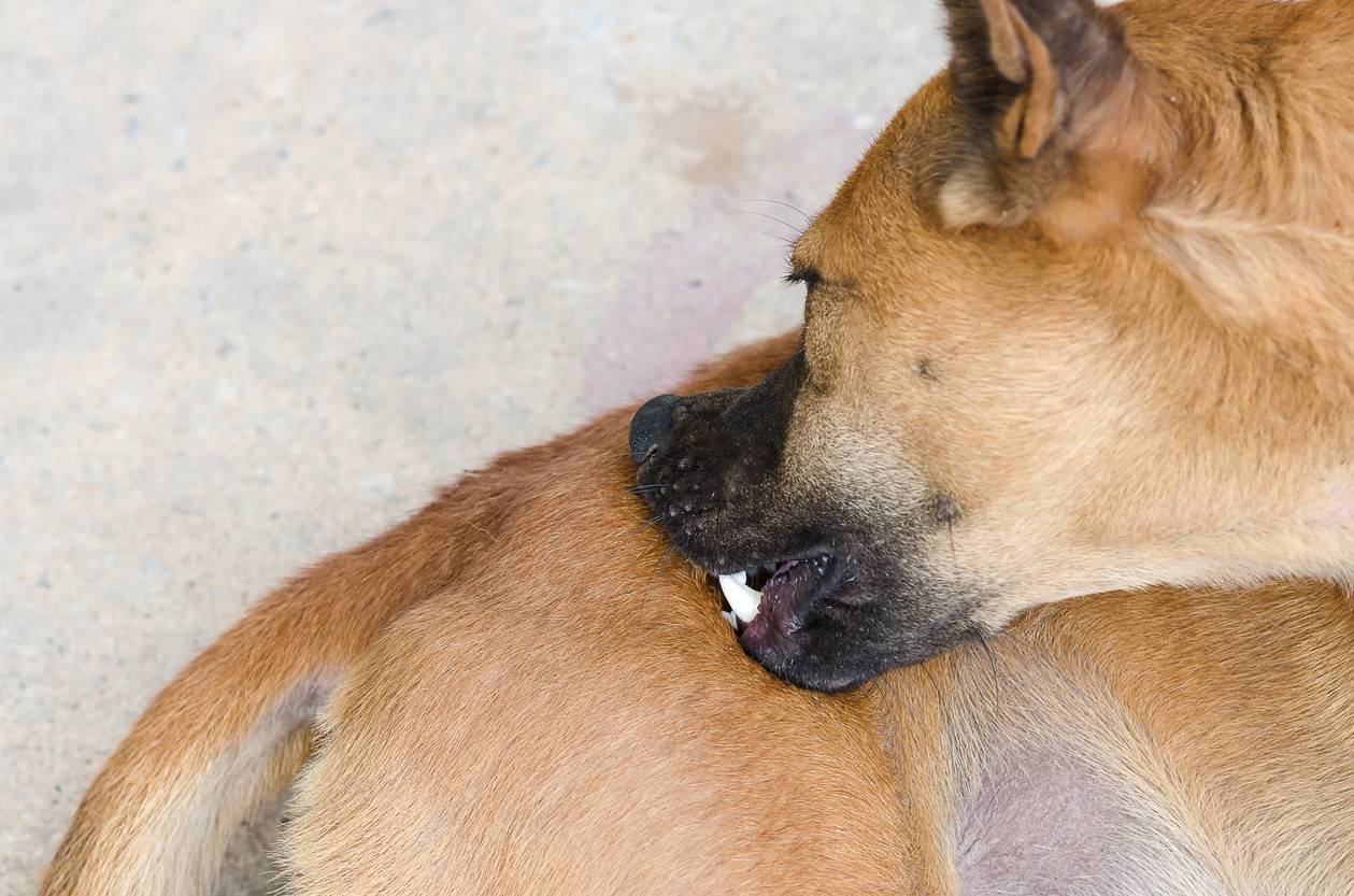 Почему собака лижет лапы? подробности от ветеринара дерматолога