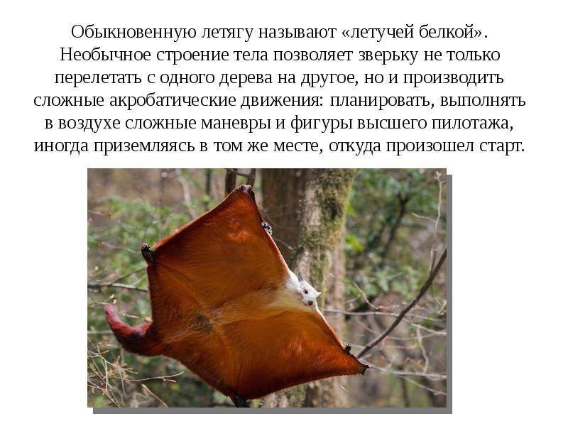 Белка-летяга: описание, что едят, сколько живут, среда обитания