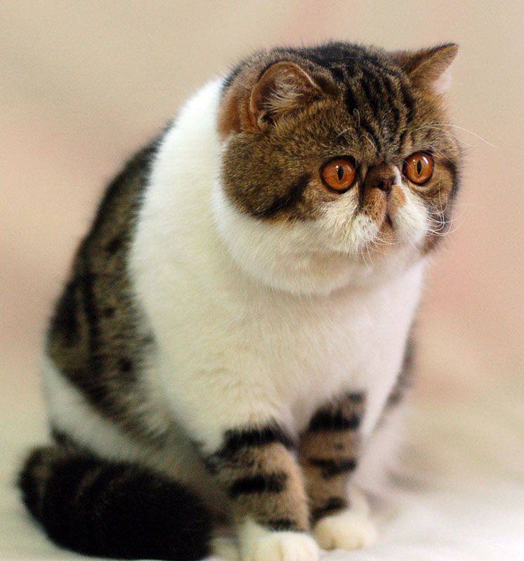 Коты с приплюснутой мордой – топ пород, которые признаны всемирным выставочным сообществом