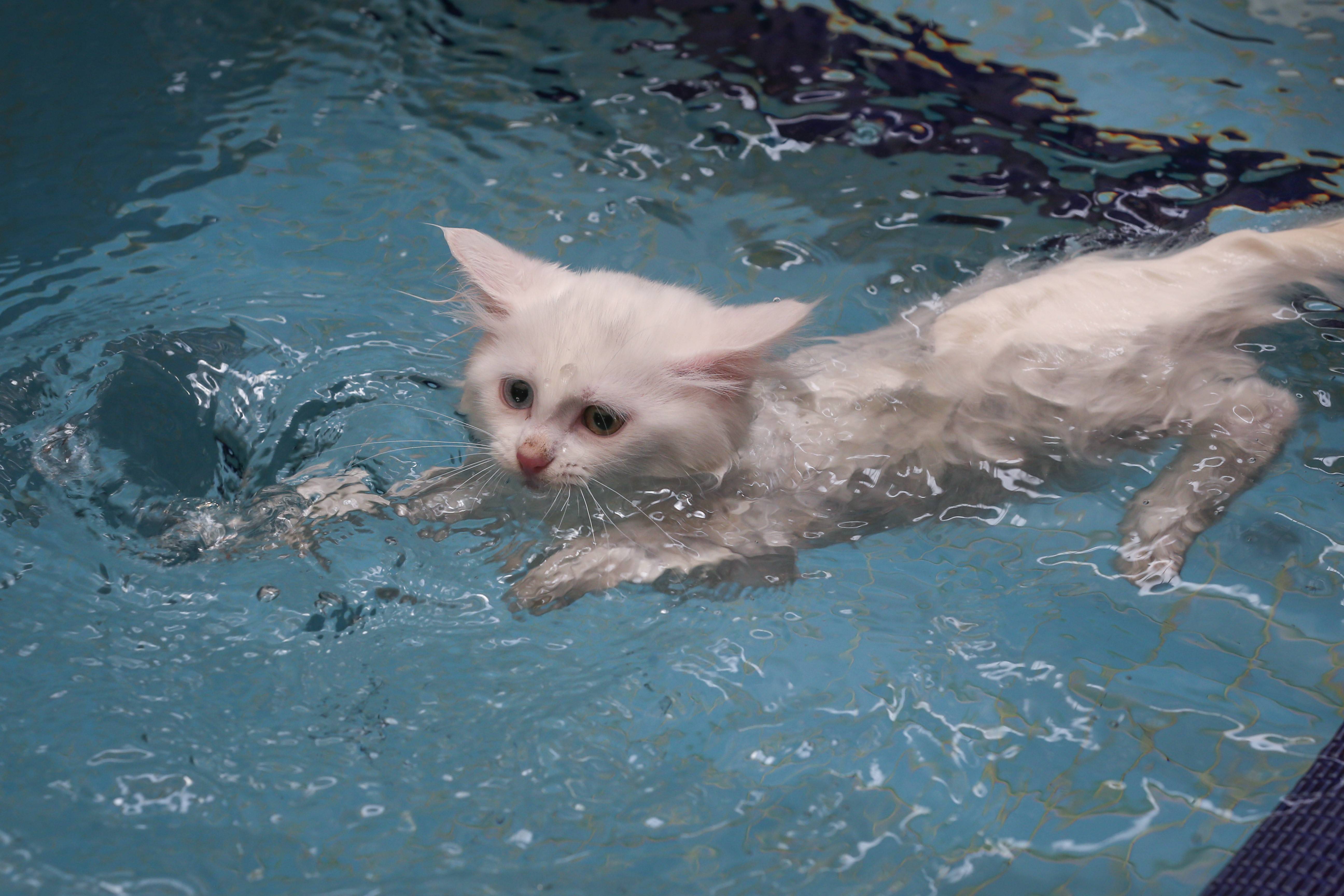 ᐉ кошки, которые любят купаться - zoovet24.ru