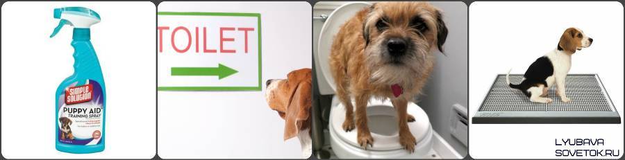 Как приучить собаку к туалету на улице? приучение щенка или взрослой собаки к туалету