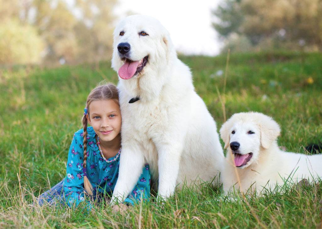 Лучшие породы собак для детей — названия, фото, описания