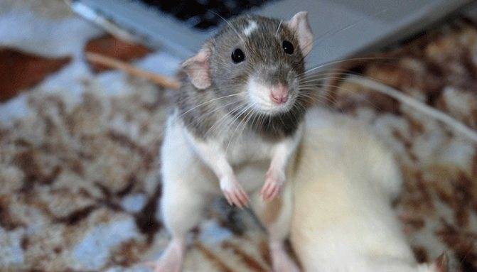 Почему моя крыса кусает меня? | домашние животные