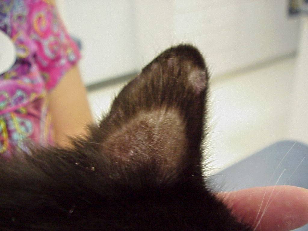 Коричневый налет в ушах у кошки: заболевания вызывающие образование налета, налет в одном ухе, лечение и профилактика
