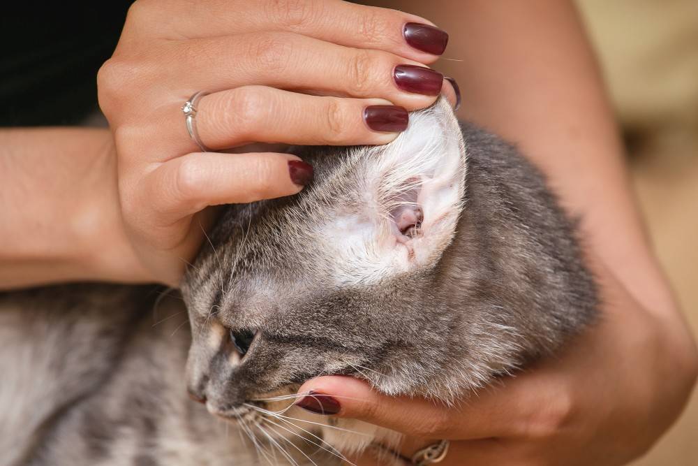 Отодектоз или клещи в ушах у кошки - лечение от ушного клеща (otodectosis).