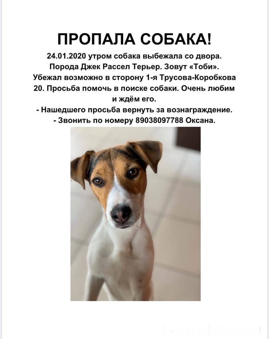Джек-рассел-терьер