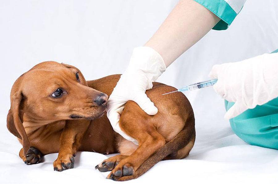 Эвтаназия собак на дому: способы усыпления и методы проведения процедуры