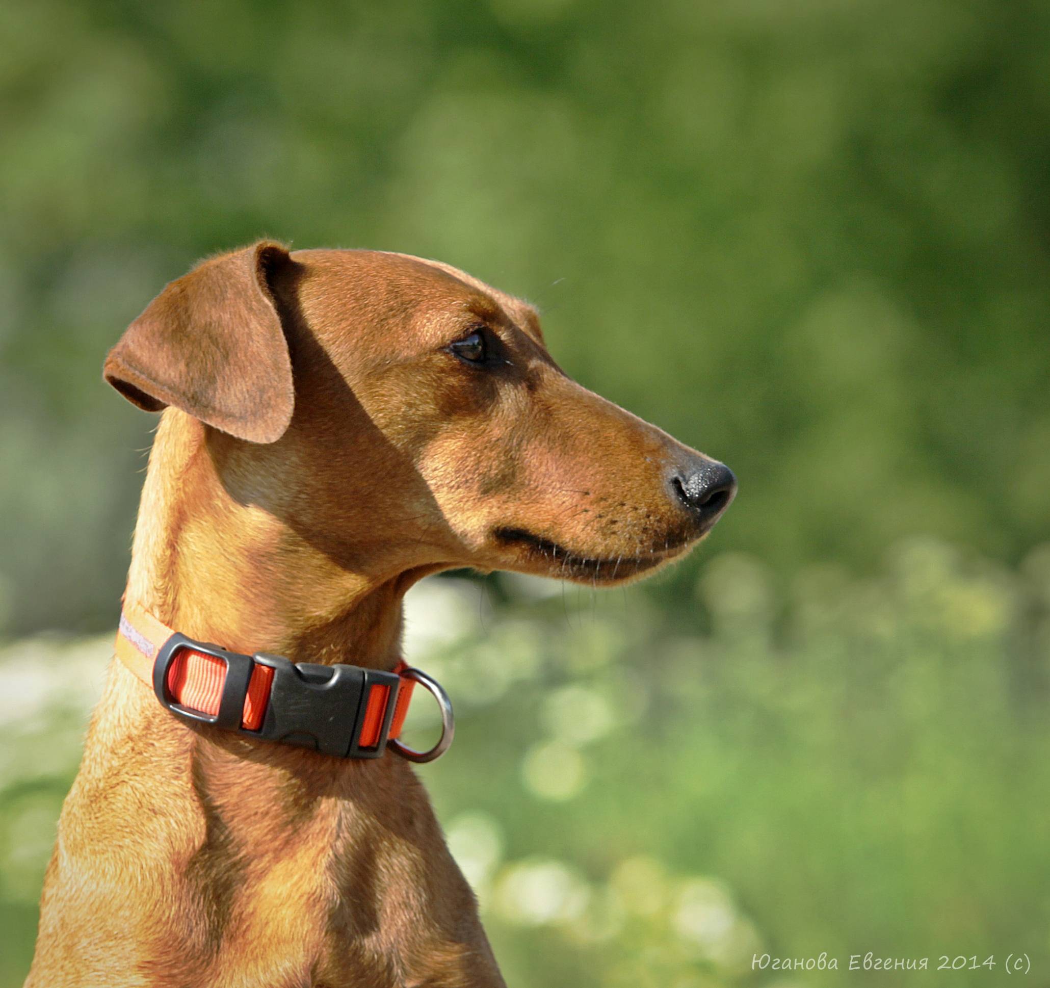 Все породы собак под названием пинчер: особенности характера, ухода и дрессировки