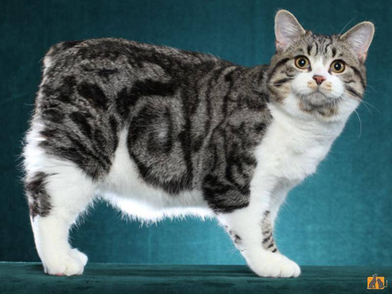 Мэнкс (мэнская кошка) фото и описание породы с острова мэн