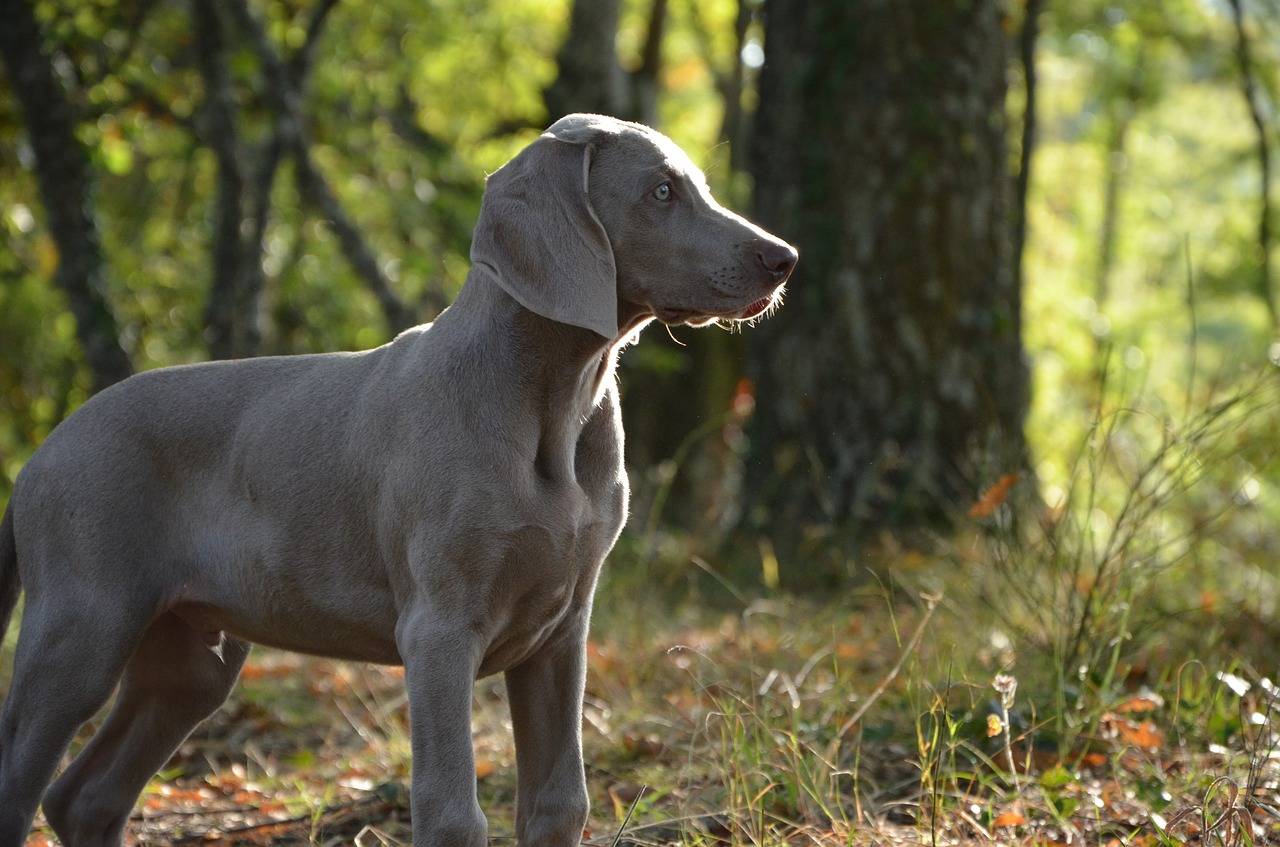 Охотничьи собаки – породы с фото и описанием: топ-27