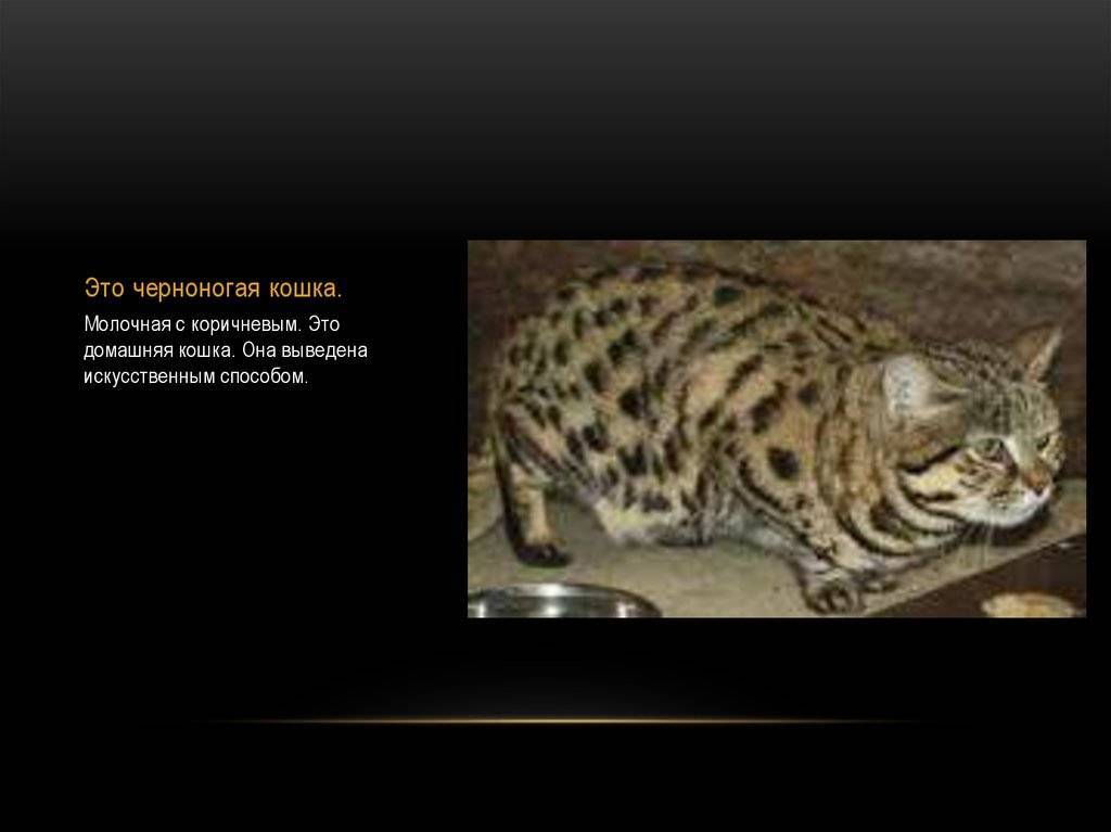 Черноногая кошка (муравьиный тигр): описание породы с фото и видео