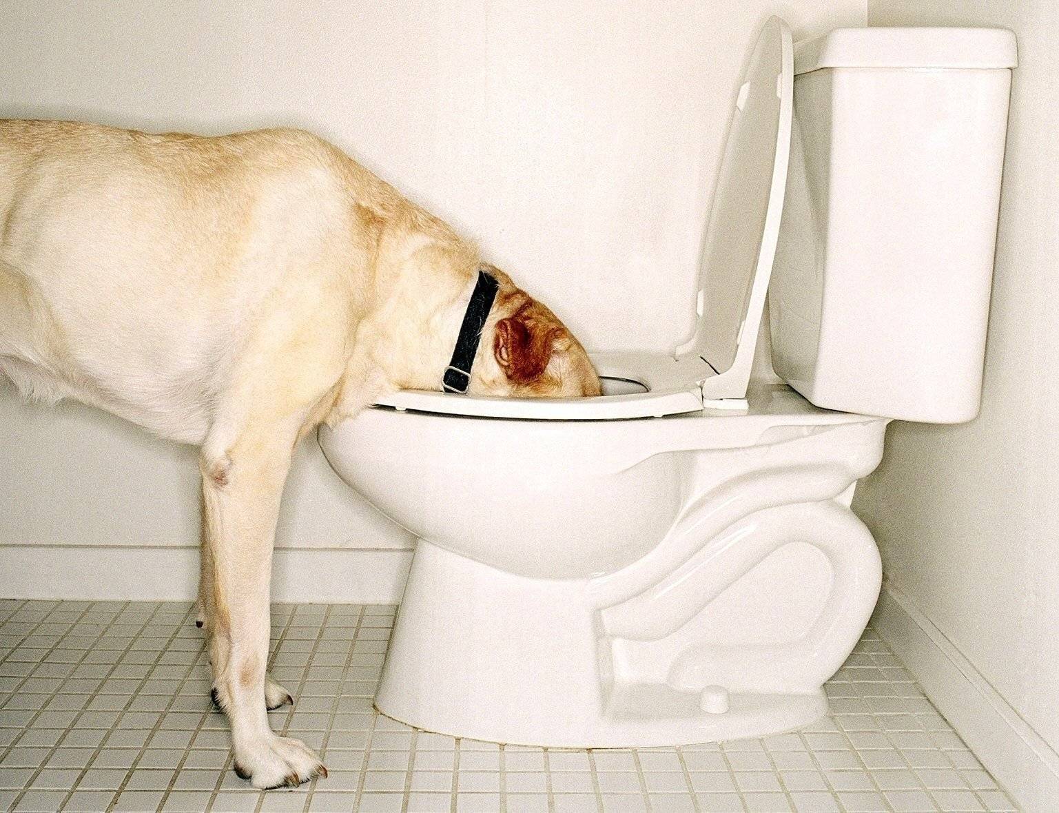 Собака пьет много воды и часто мочится – причины и лечение 2022