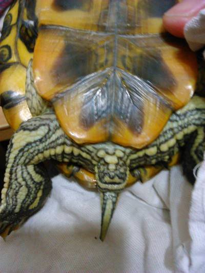 Как определить возраст черепахи и пол: сухопутной, красноухой и т.д.?