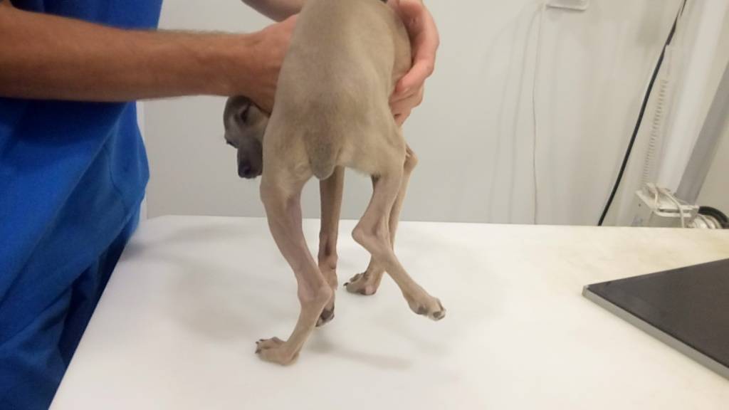 Перелом лапы у собаки: симптомы, лечение и реабилитация | hill's pet