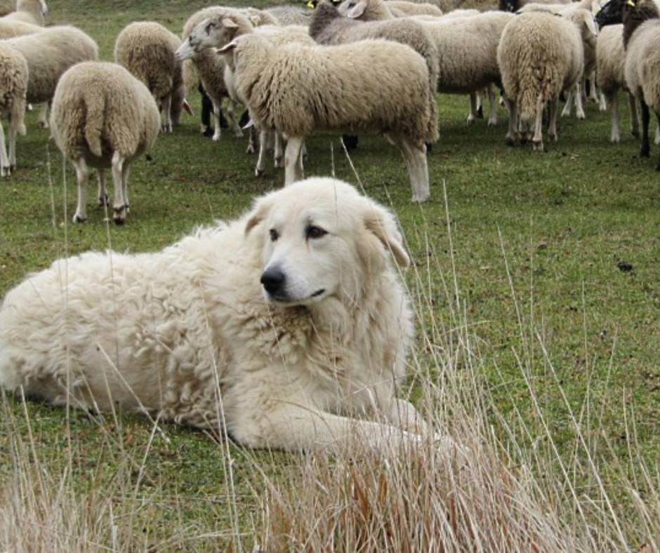 Породы пастушьих собак: французские и английские овчарки. главные помощники пастухов: кто такие пастушьи собаки собака которая помогает пасти овец