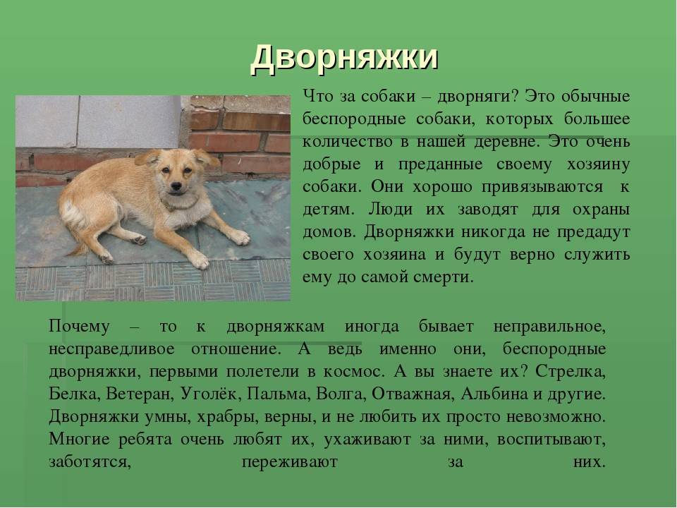 Дворняжка: описание породы, характер собаки и щенка, фото, плюсы и минусы