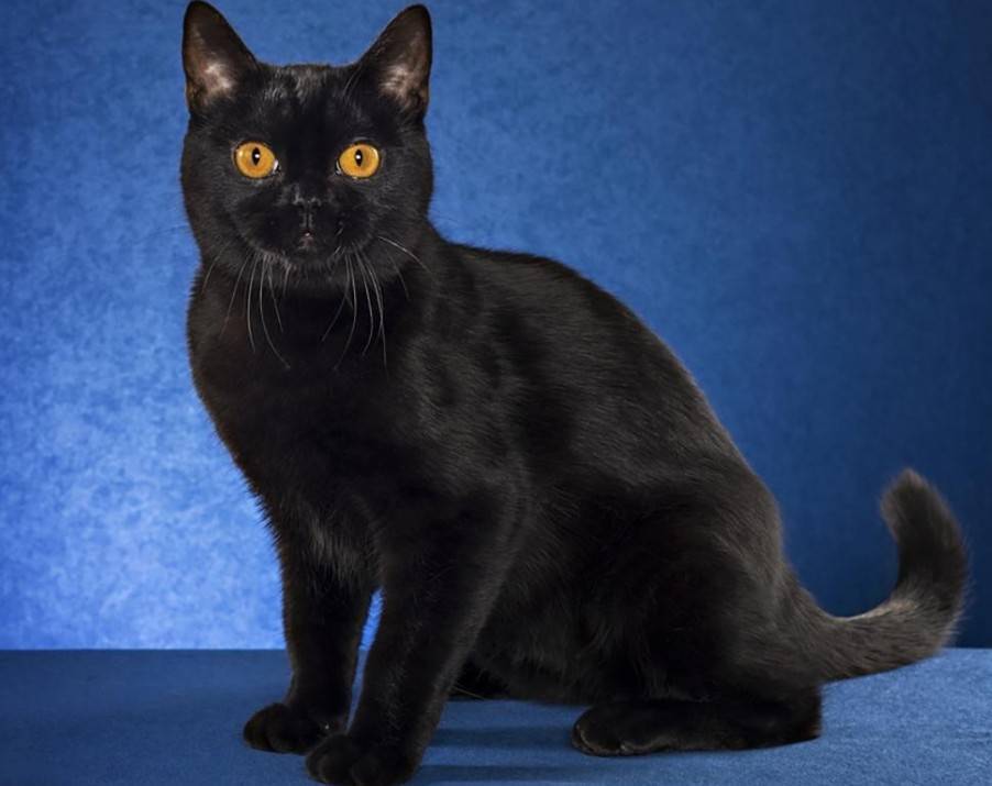 Черно-белые коты и кошки: фото пород с описанием
черно-белые коты и кошки: фото пород с описанием