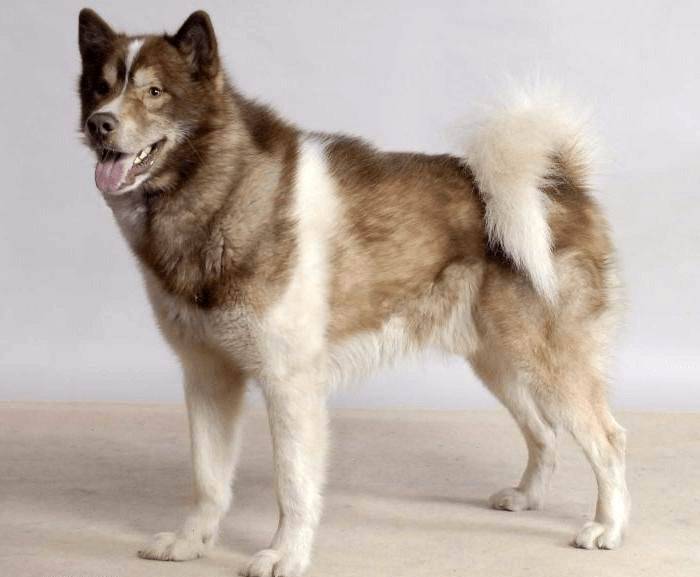 ᐉ описание породы собак ланкаширский хилер с отзывами и фото - zoogradspb.ru