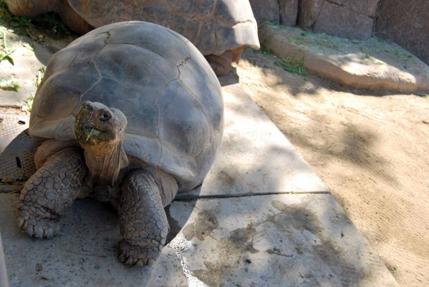 Как определить возраст черепахи? продолжительность жизни и рост черепах