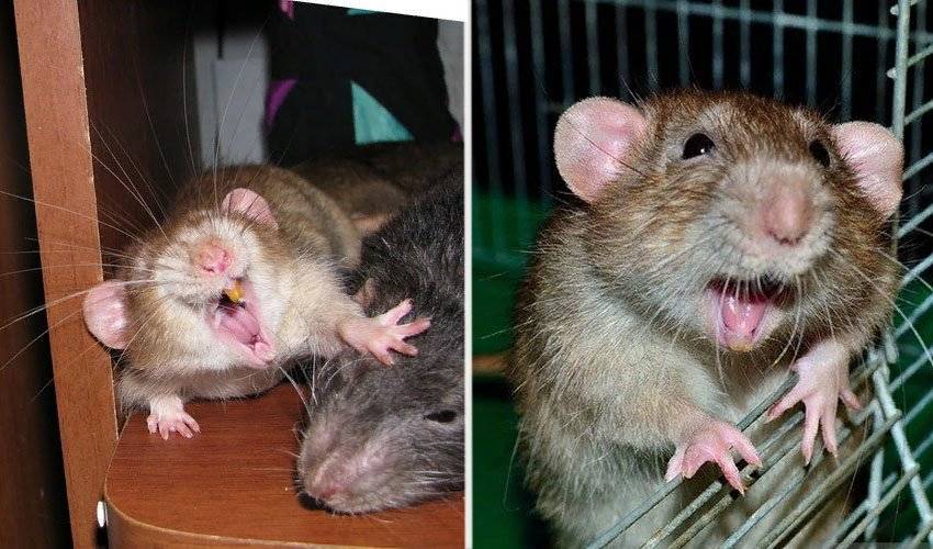 Могут ли крысы смеяться и как именно