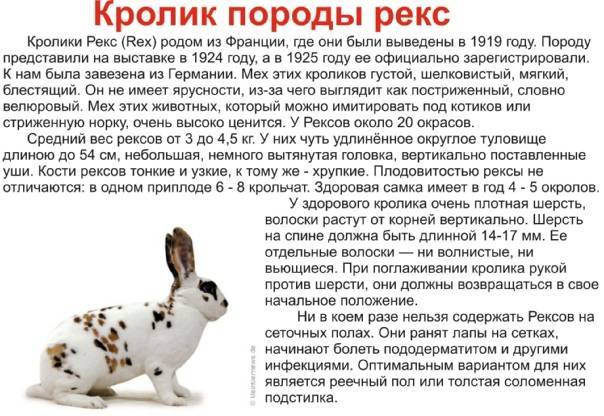 Кролик паннон: описание породы, правила содержания и кормления