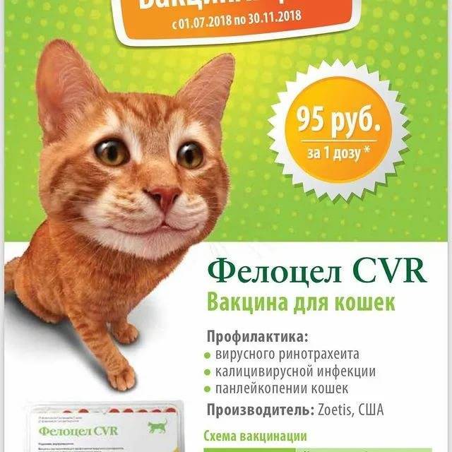 Вакцина для кошек биофел рсн: инструкция по применению - вет-препараты