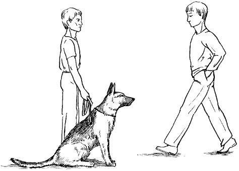 Правила дрессировки взрослой собак с нуля