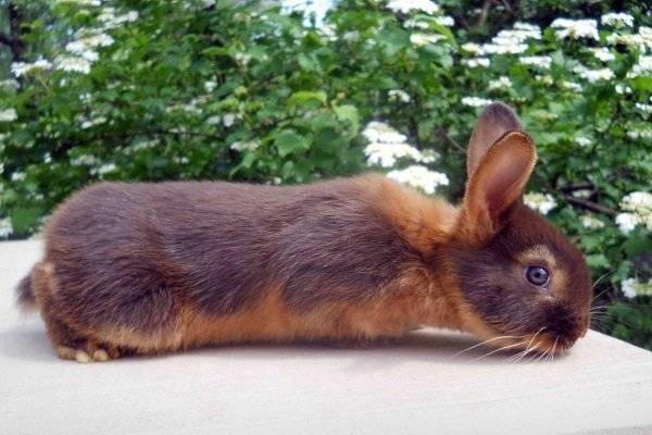 О кроликах великанах: разновидности породы, разведение, выращивание и кормление