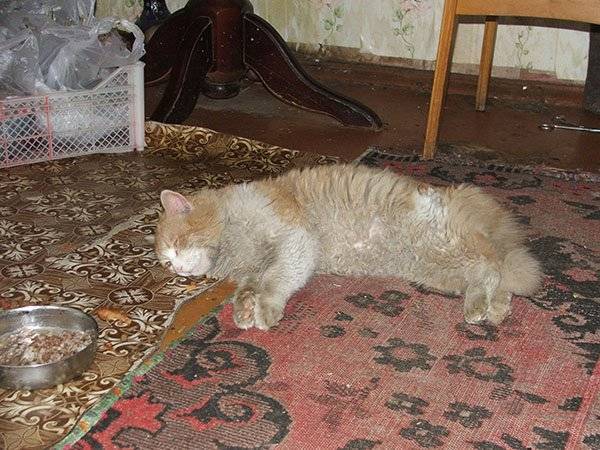 У кота понос причины